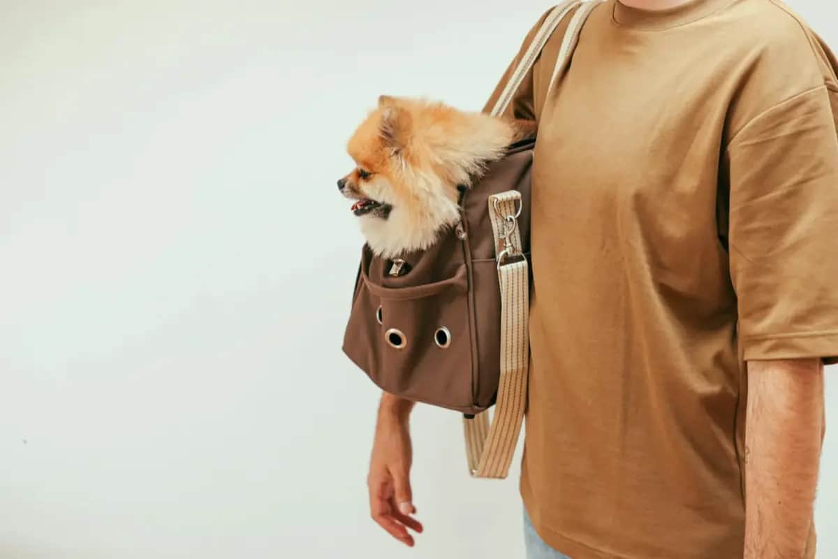 Evacuation with Pets: What Really Happens and How to Prepare