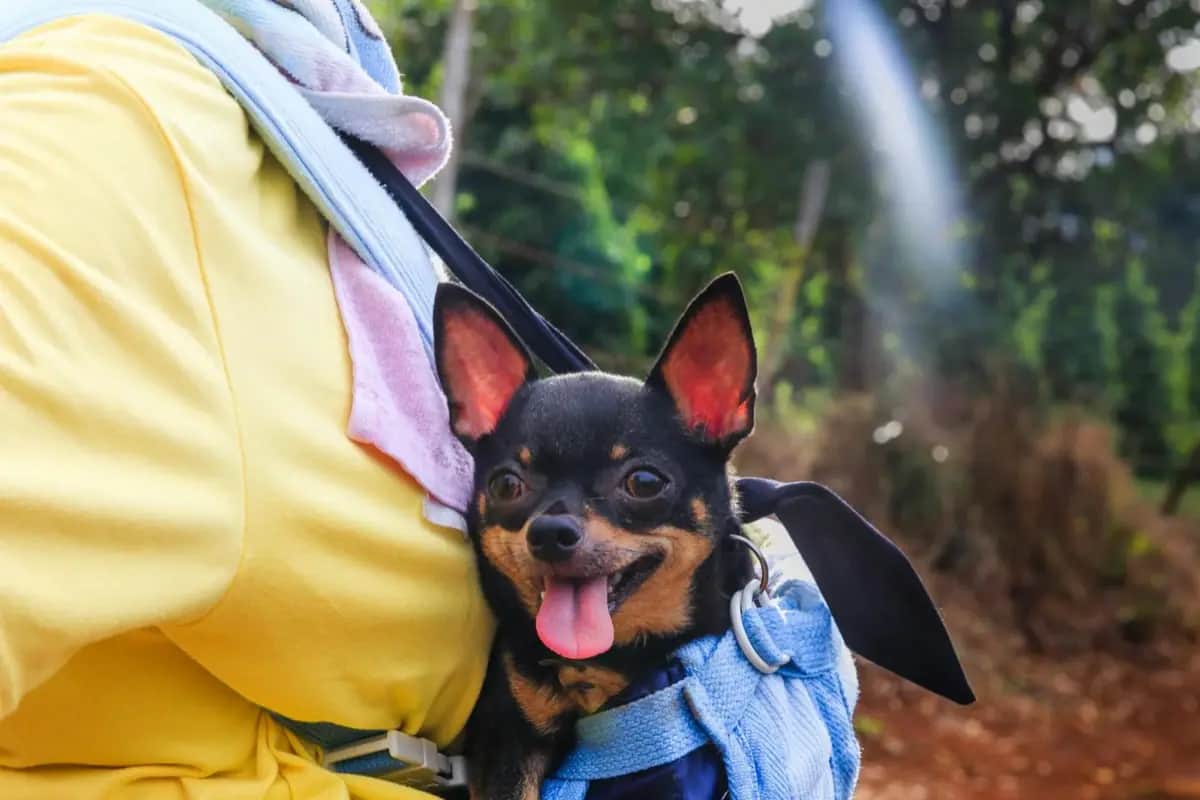 Top 5 Dog Emergency Kits for Crisis Preparedness