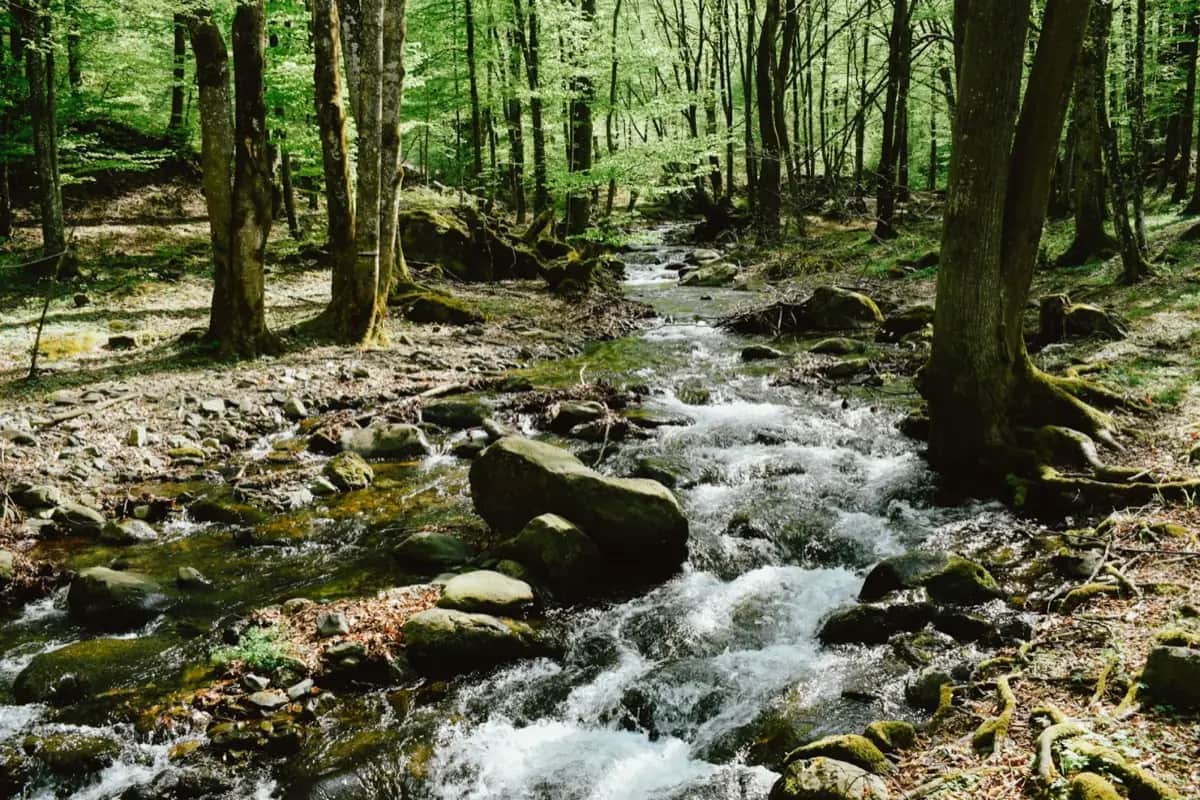 Water Purification Without Electricity: 5 Methods That Work